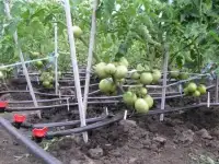 Капельный полив, фотография 4