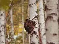 Чага березовая кусковая, фотография 3
