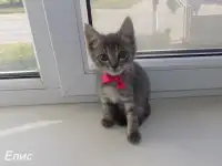 Абиссинские котята mix, фотография 8