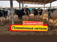 Продажа нетелей молочных пород живым весом по РФ и СНГ