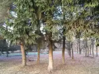 Участок 15 соток, Ленинградская область, Ломоносовский район, Горбунковское сельское поселение, де, фотография 5
