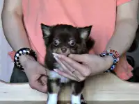 Щенки чихуахуа с док-ми., фотография 11