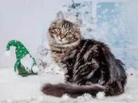 Сибирские котята из питомника, фотография 3