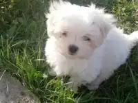 Щенки мальтийской болонки, фотография 2