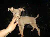 Щенки русского тоя, фотография 3