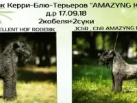 Щенки Керри-Блю-Терьер в Самаре.