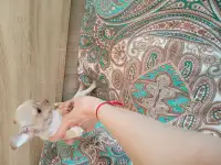 Щенки чихуахуа, фотография 3