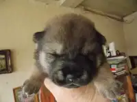 щенки