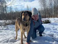 Идеальная пара классных собак в семью, фотография 5