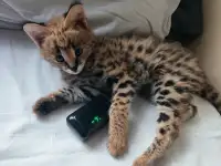Котята Саванна ф1, фотография 2