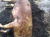 Домашнее солёное сало, фотография 3