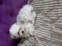 Щенок белый, фотография 3