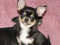 Мальчик чихуахуа