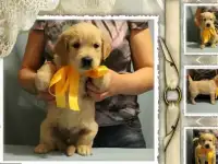 Элитные щенки ретривера!