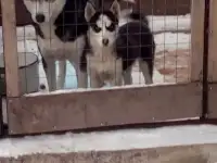 Девочка Хаски, фотография 3