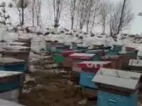 Пасека, фотография 2