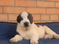 Супер щенки АЛАБАЯ