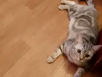 Отдам в добрые руки