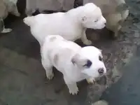 Щенки. САО.