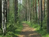 Продам участок с лесом под охоту, рыбалку или др., фотография 7