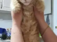 Котята породы Мейн Кун