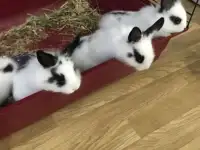 Декоративные кролики