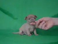 Чихуахуа щенки, фотография 2