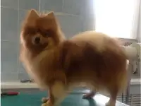 Немецкий малый шпиц для вязки, фотография 3