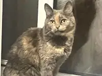 Кошка Белка в добрые руки., фотография 2
