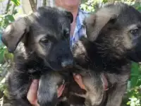 зонар ВЕО, фотография 2