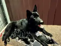 Щенки немецком овчарки, фотография 2