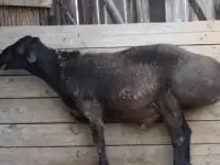 Овцы курдючные эдильбаевские