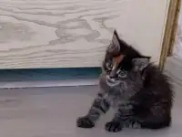 Котятки мейн Кун, фотография 7