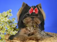 Щеночки Йоркширский терьер