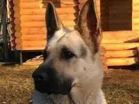 Породные щенки ВЕО с родословной РКФ, фотография 7