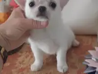 Беленький мальчик чихуахуа