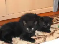 Вислоухий черный котенок в дар, фотография 2