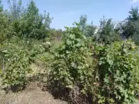 Участок 10 сот. (СНТ, ДНП) 6,00 м2, фотография 9