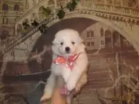Продаются щенки, фотография 7
