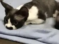 Котята Девон Рекс от титулованных родителе, фотография 8