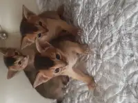 Абиссинские котята, фотография 4