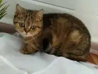 Британские золотые котята
