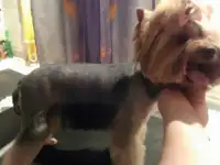 Стрижка собак и кошек, фотография 10