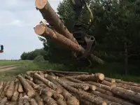 Поиск инвестора для заготовки древесины, фотография 3