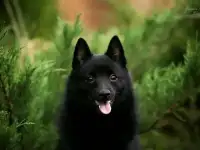 Продаются щенки шипперке от титулованных