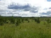 Сосна