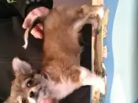 девочка чихуахуа д.ш., фотография 4