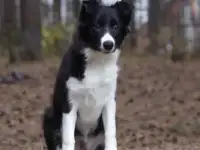 Щенок бордер колли, фотография 3
