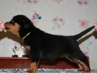 Щенки ротвейлера - внуки чемпиона мира!, фотография 2