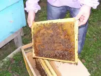 Пчелопакеты Карпатки на 2019 год